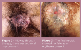 Perianal fistula sales dog home remedy